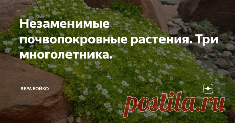 Незаменимые почвопокровные растения. Три многолетника. Каменистый сад - особый вид цветника, своеобразное архитектурное сооружение, имитирующее горный ландшафт. Сегодня хочу рассказать о незаменимых ковровых почвопокровных растениях.
Итак:
Обриета. Семейство крестоцветные. Культивируют в основном садовые формы, объединённые под общим названием обриета культурная. Низкорослый многолетник со стелющимися вегетативными стеблями, 15 - 20 см высотой.