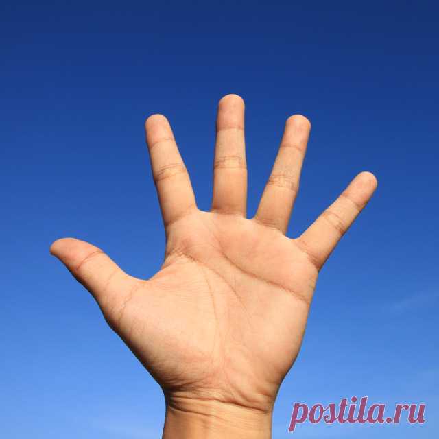 Какие бывают формы ладоней и что они расскажут о вашем характере — Гармония в тебе