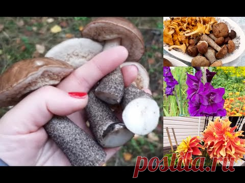 Грибы/Тихая охота/Осенние краски/Дача/Сентябрь