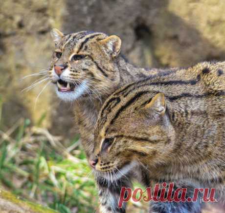 Кошка рыболов или крапчатая кошка – хищник из рода восточные кошки. Описание вида, фото и видео.