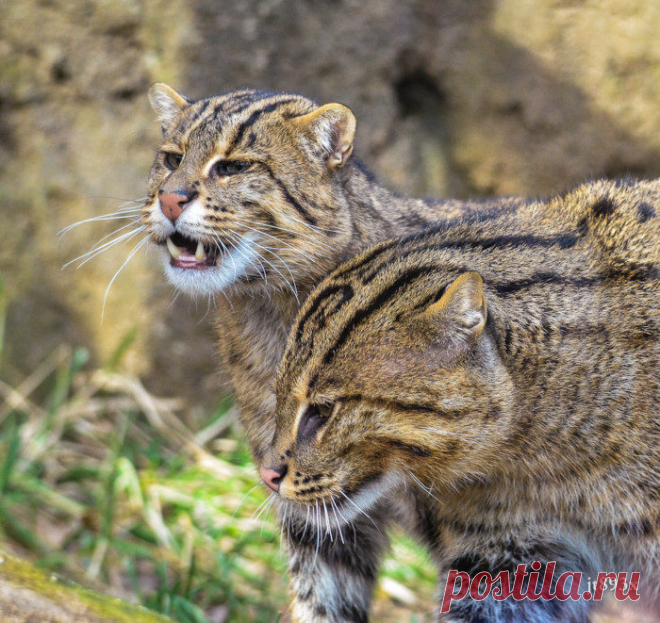 Кошка рыболов или крапчатая кошка – хищник из рода восточные кошки. Описание вида, фото и видео.