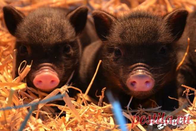 Мини-пиги