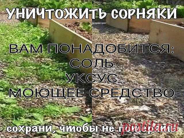 УНИЧТОЖИТЬ СОРНЯКИ
Чтобы уничтожить сорняки без гербицидов, используйте соль и уксус. Приготовьте раствор: . 1 литр уксуса обычного  9%  + ,примерно 1 стол лож соли и несколько капель гала (фери)  для жирной посуды. Хорошо перемешайте. Побрызгайте из обычной пшикалки, Утром вся трава засохнет.   
Эффективнее всего эта смесь работает в жаркий, солнечный день, когда дождя не ожидается, по крайней мере, в течение 24 часов.
Опрыскайте сорняки утром, вечером вы уже порадуетесь ...