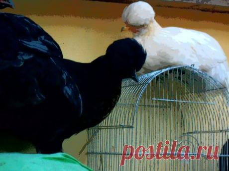 ЧТОБЫ КУРЫ ХОРОШО НЕСЛИСЬ ЗИМОЙ 

Случается что в какой-то период, особенно зимний, продуктивность кур падает, то есть количество яиц сокращается. Эта проблема встречается обычно у начинающих птицеводов, которые только первый год организовали на своём дачном участке фермерское хозяйство, или завели кур для себя. Профессионалы своего дела знают, что делать, чтобы куры хорошо неслись. На производительность влияет множество факторов: освещение, кормление и тд., а зная физиоло...