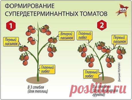 ПОМИДОРНАЯ НАУКА. ВАРИАНТЫ ФОРМИРОВАНИЯ ТОМАТНЫХ КУСТОВ