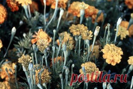 Растения-зомби - они существуют!