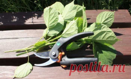 Как размножить гортензию черенками – пошаговая инструкция для новичков — Journal women