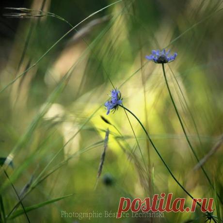 (1) Photographies Béatrice Lechtanski