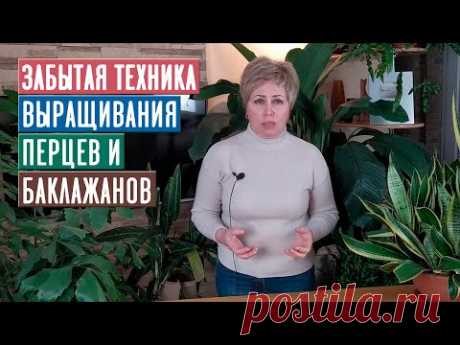 СЕЗОН 2020: ХОТИТЕ УРОЖАЙ ПЕРЦЕВ И БАКЛАЖАНОВ НА МЕСЯЦ БЫСТРЕЕ? Старый забытый способ / Садовый гид