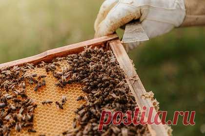 В Госдуме рассказали о праве подать в суд из-за укусов соседских пчел на даче. Депутат Госдумы, председатель Союза дачников Подмосковья Никита Чаплин рассказал о праве подать в суд из-за укусов соседских пчел на даче. Парламентарий сообщил, что пасеку надо оформить в ветстанции района и получить санитарный паспорт, который поможет в будущем доказать законность ее содержания.