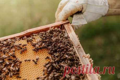 В Госдуме рассказали о праве подать в суд из-за укусов соседских пчел на даче. Депутат Госдумы, председатель Союза дачников Подмосковья Никита Чаплин рассказал о праве подать в суд из-за укусов соседских пчел на даче. Парламентарий сообщил, что пасеку надо оформить в ветстанции района и получить санитарный паспорт, который поможет в будущем доказать законность ее содержания.