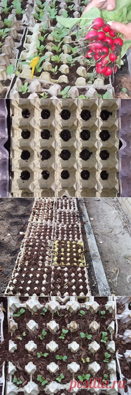 Редиска в яичных кассетах
