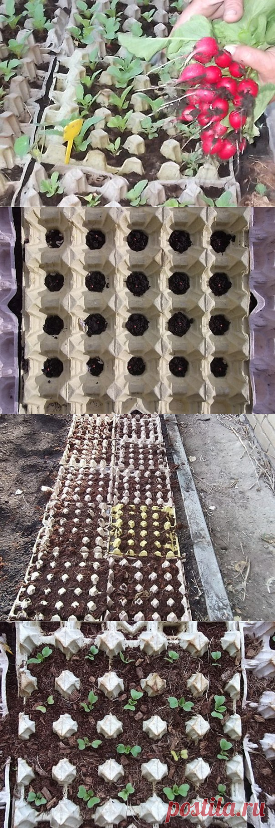 Редиска в яичных кассетах