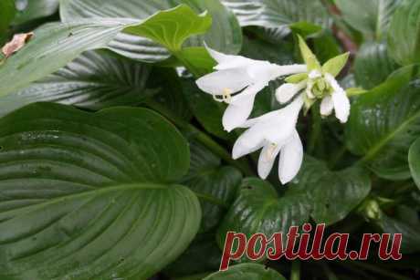 Любоваться или съесть? О вкусной и полезной... хосте! Как собирать и готовить. Фото — Ботаничка.ru