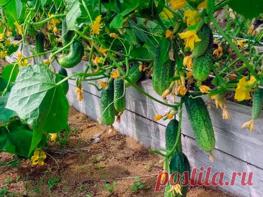 Как подкармливать огурцы, чтобы их урожайность была высокой — Дачный участок