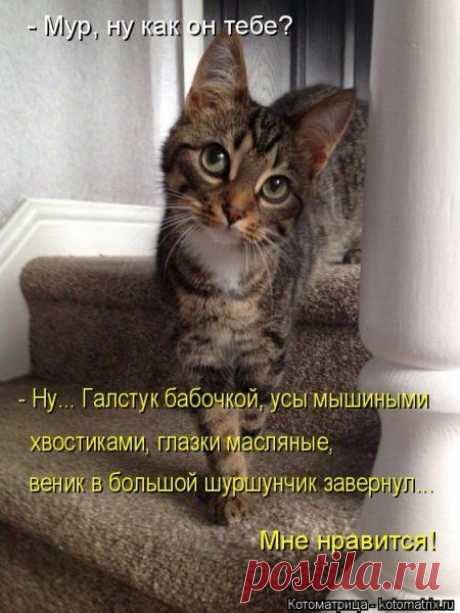 Свежие котоматрицы
