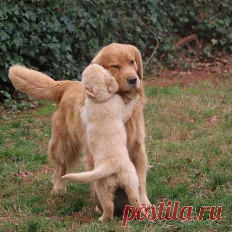 (1) Чудесные и невероятные фото любителей природы и животных.