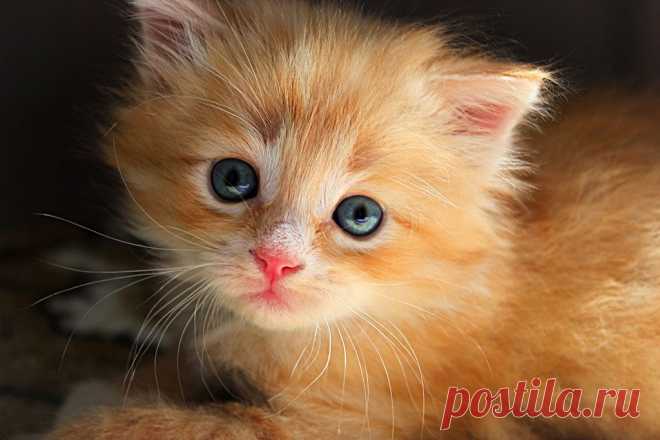 Фотографии кошек, которые достойны восхищения! | Дай лапку