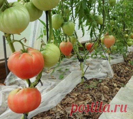 МУЛЬЧИРОВАНИЕ ЛУКА ГАЗЕТАМИ И КАРТОНОМ