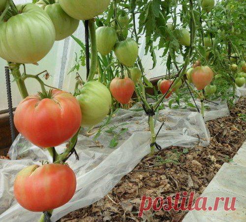 МУЛЬЧИРОВАНИЕ ЛУКА ГАЗЕТАМИ И КАРТОНОМ