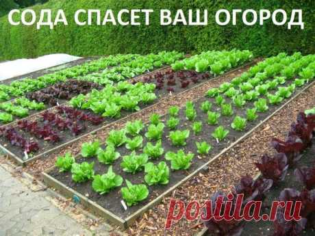 Сода спасёт ваш огород.