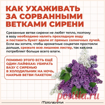 Как ухаживать за сорванными ветками сирени