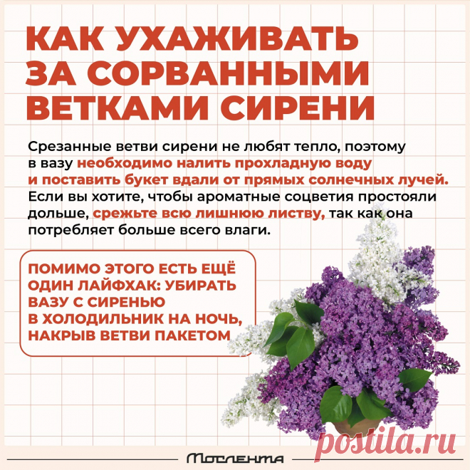 Как ухаживать за сорванными ветками сирени