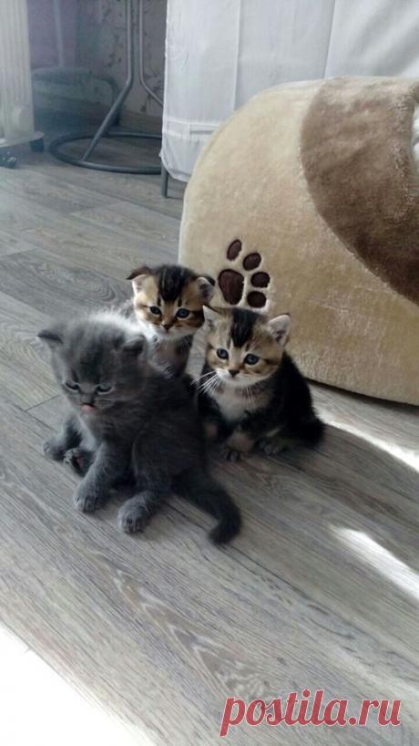 (95) Владимир Колесников