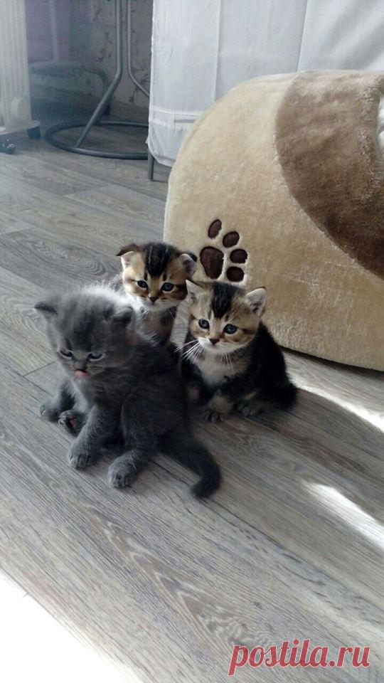 (95) Владимир Колесников