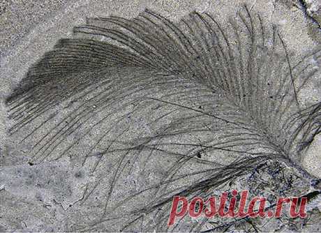 Paleontologists Find Fossilized Feathers of Cretaceous Polar Dinosaurs and Birds | Paleontology | Sci-News.com Paleontologists have discovered the fossilized feathers of dinosaurs and birds that lived 118 million years ago (Early Cretaceous epoch) in polar environment (around 70°S) in what is now southeastern Australia.