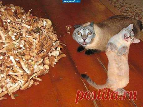 грибы правят миром!