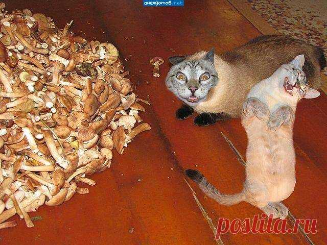 грибы правят миром!