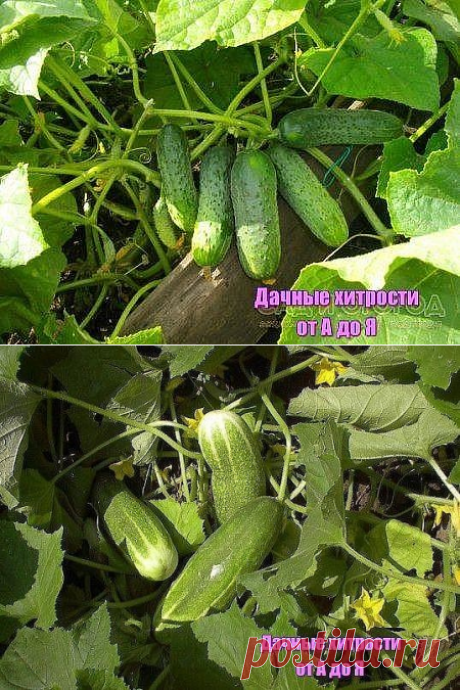 (12) Одноклассники