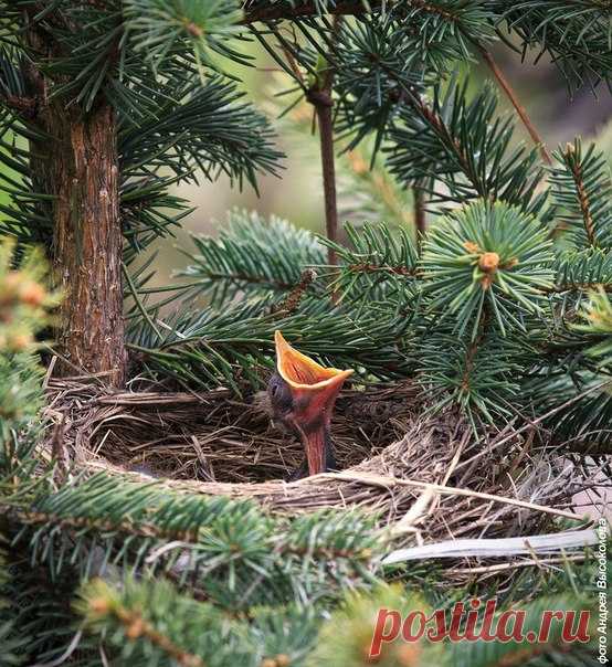 Экология: береги природу! | Животные и растения