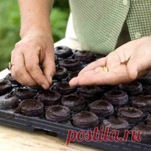 ПОСАДКА И ВЫРАЩИВАНИЕ РАССАДЫ: КАК ВЫБРАТЬ СЕМЕНА, ПОДГОТОВКА ПОЧВЫ... - МирТесен