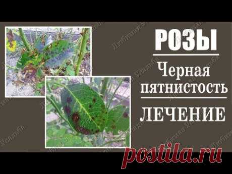 Черная пятнистость роз.  Как  вылечить черную пятнистость на розах.