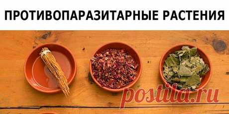 ПРОТИВОПАРАЗИТАРНЫЕ РАСТЕНИЯ | Полезные советы