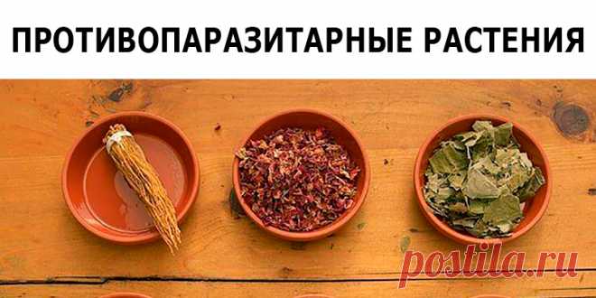 ПРОТИВОПАРАЗИТАРНЫЕ РАСТЕНИЯ | Полезные советы