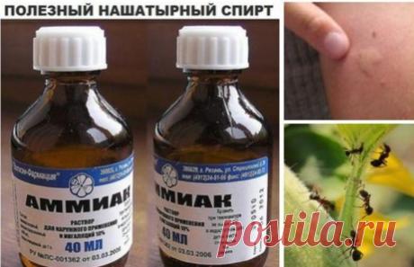 Нашатырный спирт в садоводстве