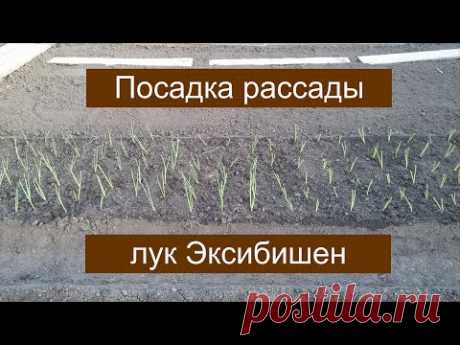 ПОСАДКА ЛУКА ЭКСИБИШЕН. ОБЗОР ОГОРОДА. 05.05.2017