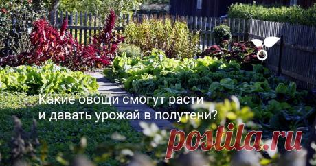 Какие овощи смогут расти и давать урожай в полутени? Овощи, зелень и травы не обязательно выращивать только на открытых солнечных площадках. В мягком освещении, защищенные от перегрева и засухи, многие традиционные обитатели грядок удивляют только с положительной стороны.