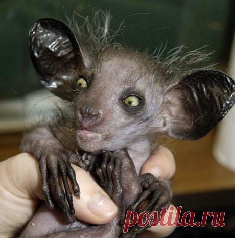 20 Of the Worlds Strangest Creatures
