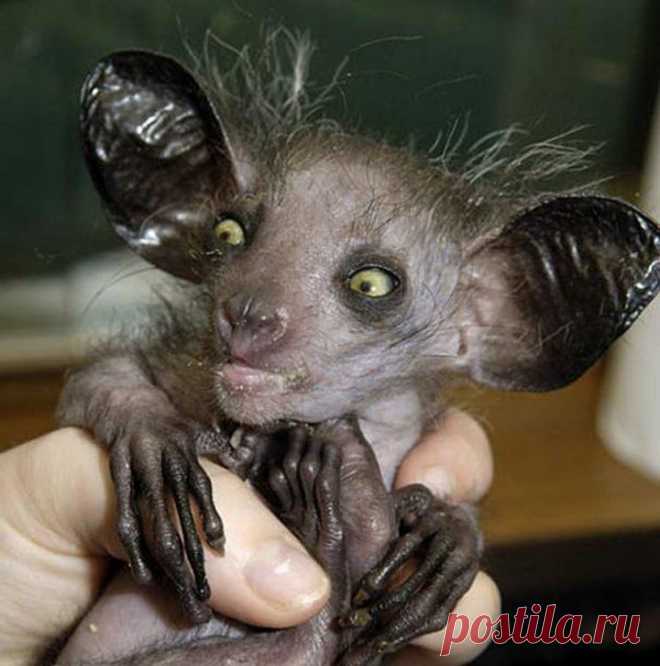 20 Of the Worlds Strangest Creatures