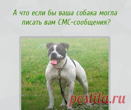 СМС-переписка с собакой. Нашла у дочки в ВК .Предлагаю посмеяться вместе! | Сайт Союза Юмористов