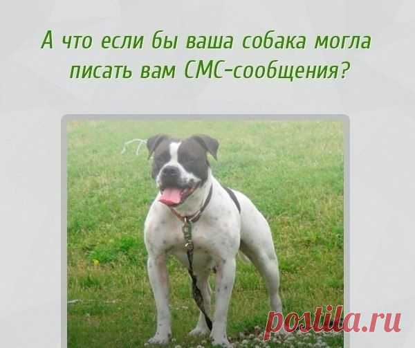 СМС-переписка с собакой. Нашла у дочки в ВК .Предлагаю посмеяться вместе! | Сайт Союза Юмористов