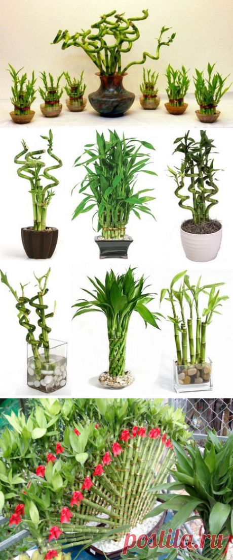 Бамбук в домашних условиях: уход | Flowery-Blog