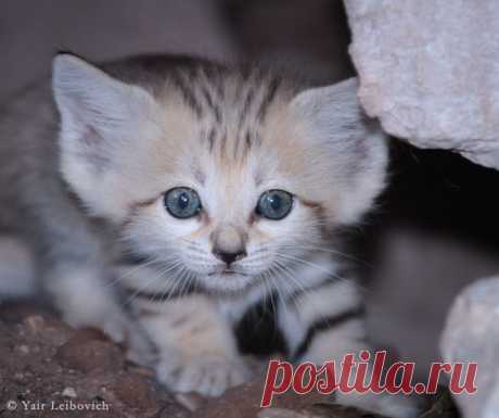 cute sand cat by Yair-Leibovich on DeviantArt