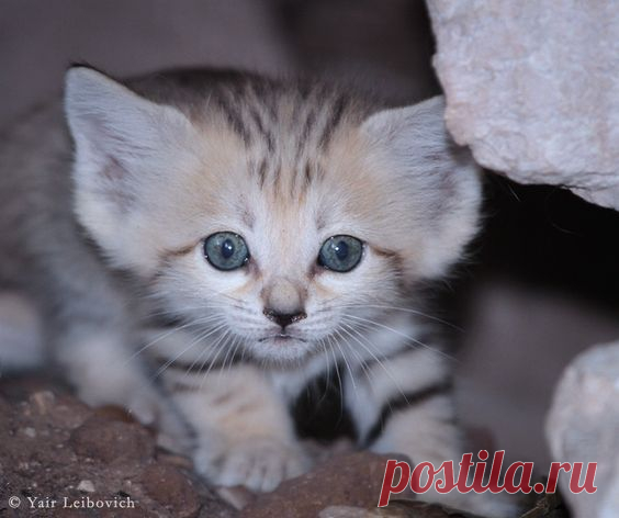 cute sand cat by Yair-Leibovich on DeviantArt