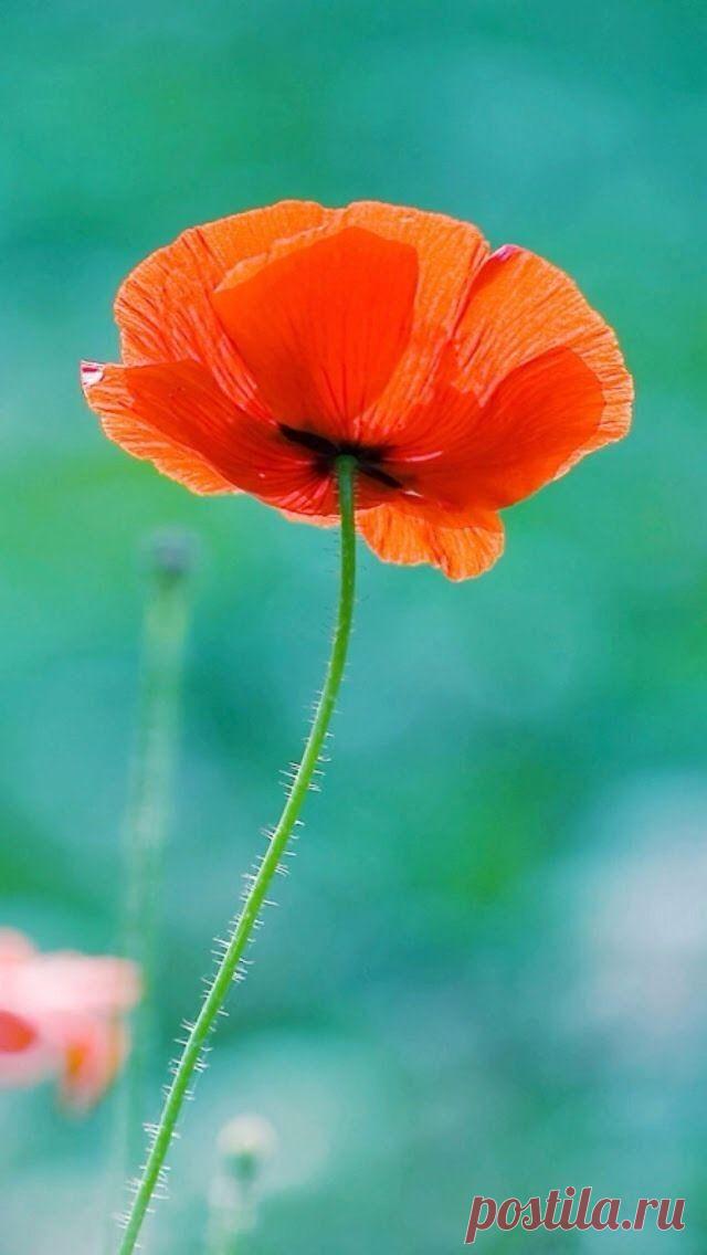 Пин на доске яМАКИ