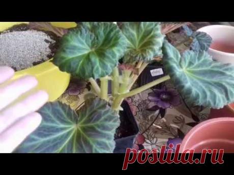 Пересадка клубневой бегонии. Уход за бегонией весной